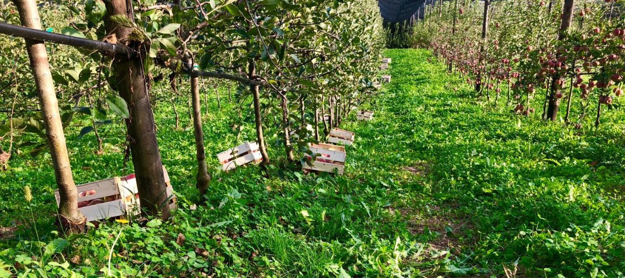 בלונו Loft Naturalpina Dolomiti Farm מראה חיצוני תמונה